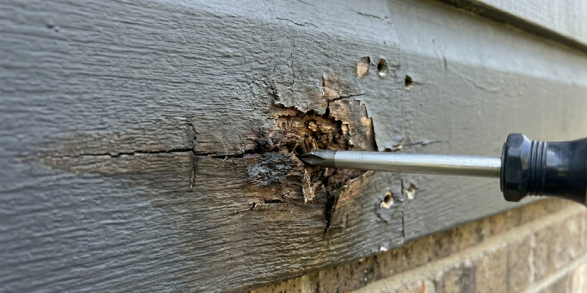 Detailed view of insect activity on wood siding showing termite exit holes, sawdust trails, and active pests invading the material.